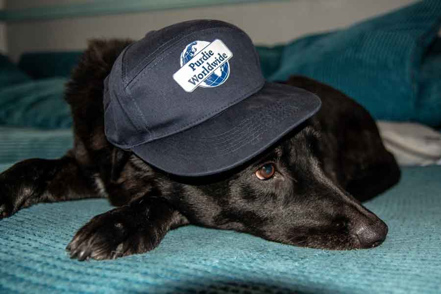 happy-dog-wearing-hat