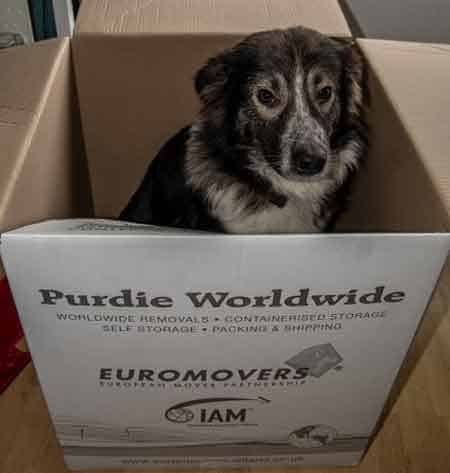 packing-your-pets-essentials-box